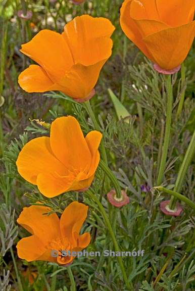 eschscholzia californica 6 graphic